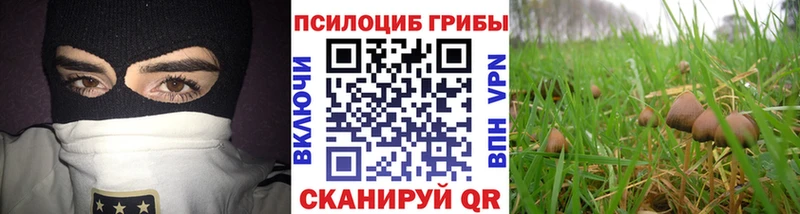 Галлюциногенные грибы Psilocybe  Любим 